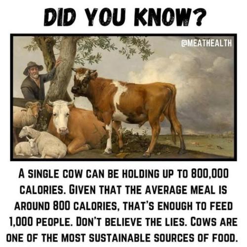 cow