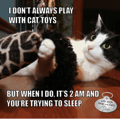 dont-always-play-with-cat-toys-but-do-s-2-am-and-trying-sleep-life-with-dogs-and-cats