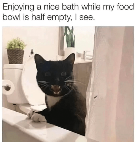 cat-enjoying-nice-bath-while-my-food-bowl-is-half-empty-see