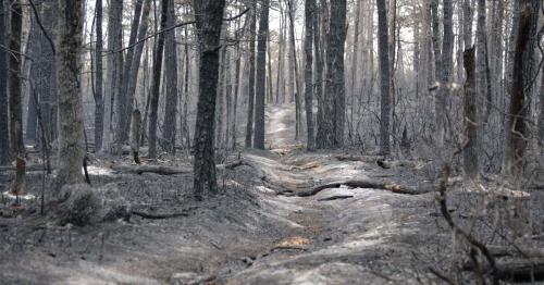 Pine Barrens, New Jersey 6