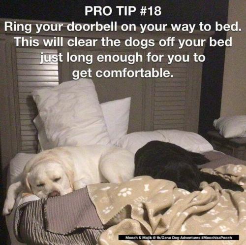clear-dogs-off-bed-just-long-enough-get-comfortable-mooch-majik-fbgeno-dog-adventures-moochisapooch