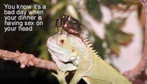 you know you are haing a bad day when your lunch is having sex on your head