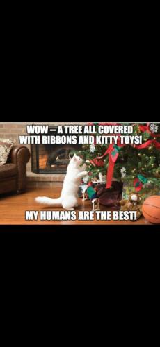 Screenshot_20241130_151406_Photos