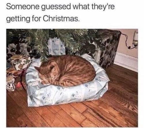 christmas-cat-memes-34-20241216