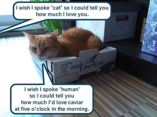 cat-thinking-that-it-wishes-it-could-tell-the-owner-it-wants-caviar