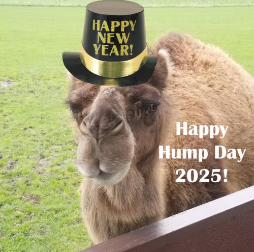 1-Hump Day - Happy New Year Day