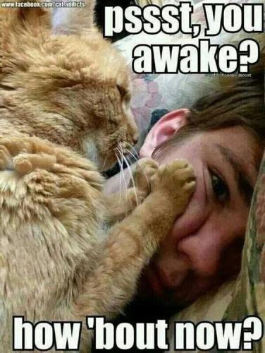 internet-meme-wwwfacebookcomcatadicts-pssstyou-awake-addisisaoon-mouse-how-bout-now