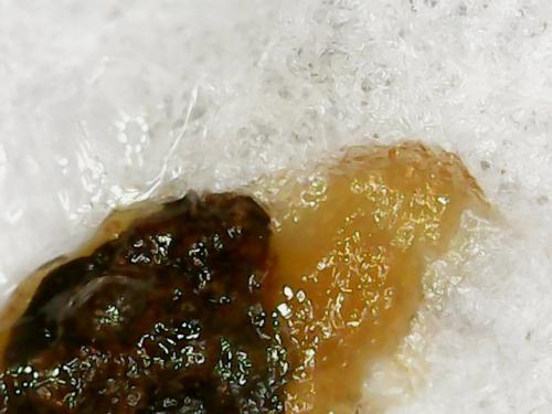 EGG WHITE BLACK SPOT (2)