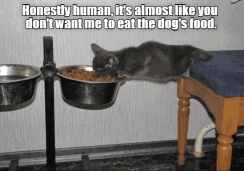 honestly-human-s-almost-like-dont-want-eat-dogs-food