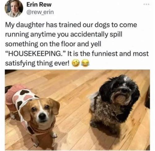 spill-something-on-floor-and-yell-housekeeping-is-funniest-and-most-satisfying-thing-ever