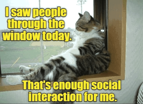 saw-people-through-window-today-s-enough-social-interaction