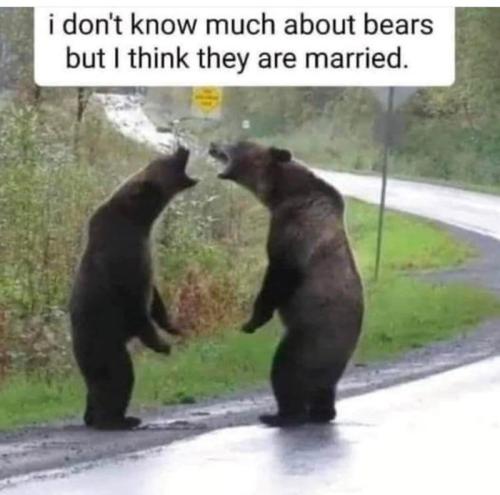 dont-know-much-about-bears-but-think-they-are-married
