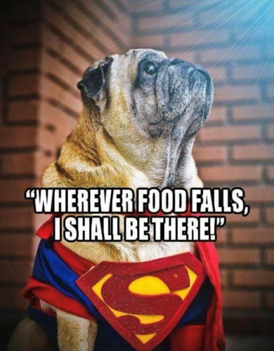 wherever-food-falls-ishall-be-there