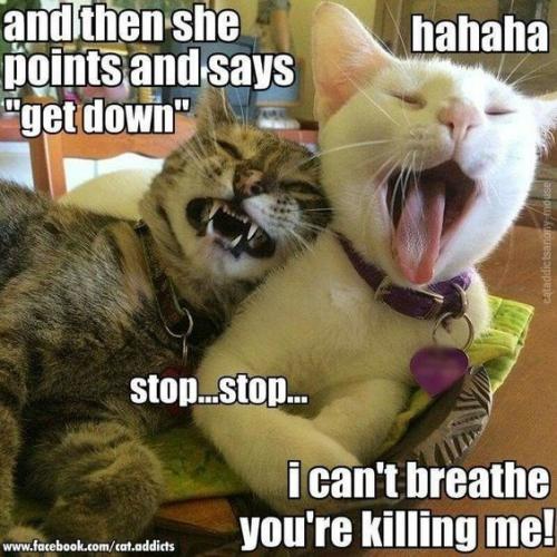 down-hahaha-stopsto-i-cant-breathe-youre-killing-me-wwwfacebookcomcataddicts-cataddictsanony-mouse