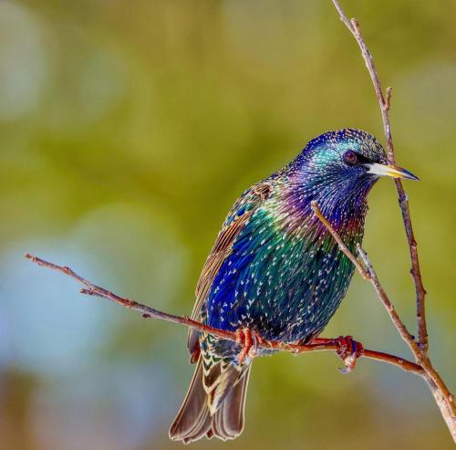 RDT_20250115_1430381314872737240043699