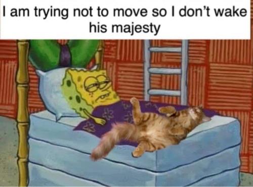 am-trying-not-move-so-dont-wake-his-majesty