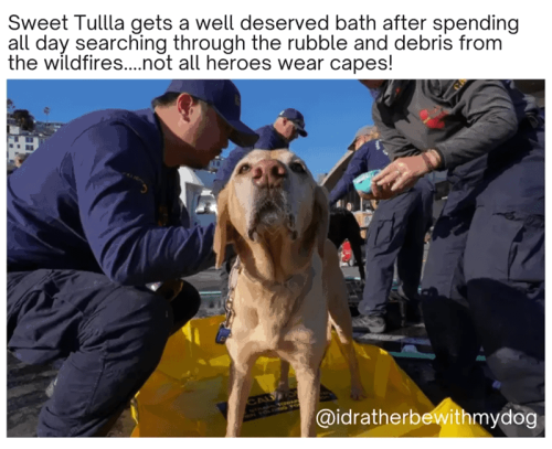 through-rubble-and-debris-wildfires-not-all-heroes-wear-capes-cal-towar-idratherbewithmydog