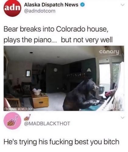 bear and piano