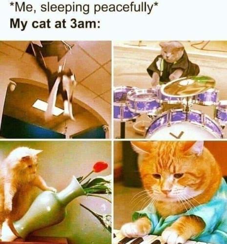 cat-memes-1-1-22-2025