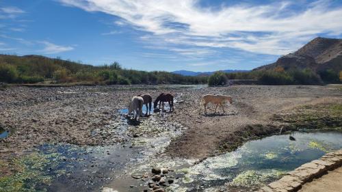 Wild horses near the Hot Springs