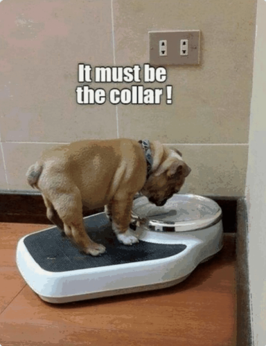must-be-collar