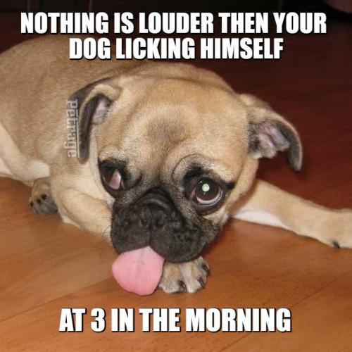 meme-dog licking itself meme petrage6221e93f1f1c5