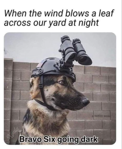 koda-wind-blows-leaf-across-our-yard-at-night-bravo-six-going-dark-nando-mend