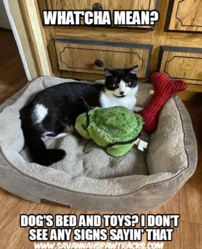 dogs-bed-wm