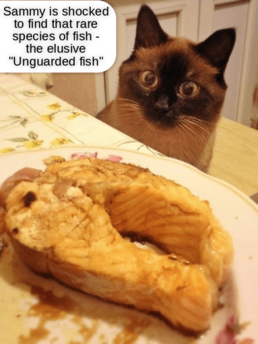 at-the-table-which-seems-just-too-good-to-be-true-but-that-has-never-stopped-this-cat-before