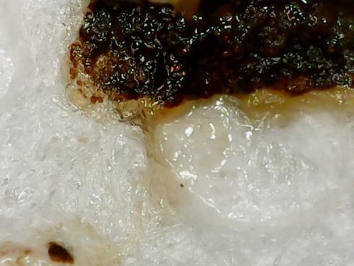 EGG WHITE BLACK SPOT (3)