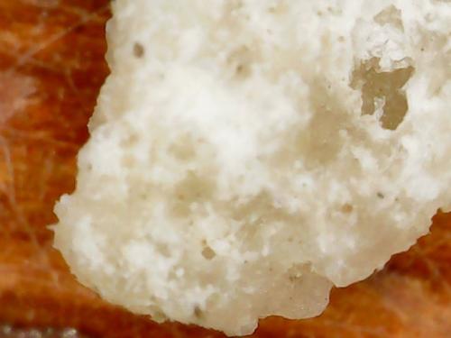 NECK BASE POLYMER NODE (8)