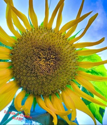 Screenshot_20241231_222719_Gallery