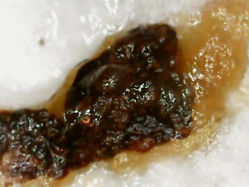 EGG WHITE BLACK SPOT