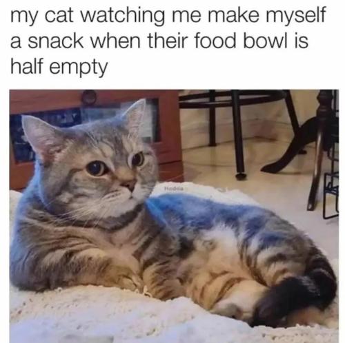 my-cat-watching-make-myself-snack-their-food-bowl-is-half-empty-hodda