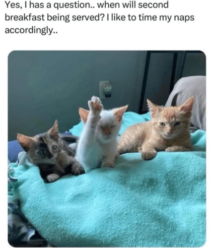 yes-has-question-will-second-breakfast-being-served-like-time-my-naps-accordingly