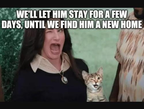 let-him-stay-few-days-until-find-him-new-home