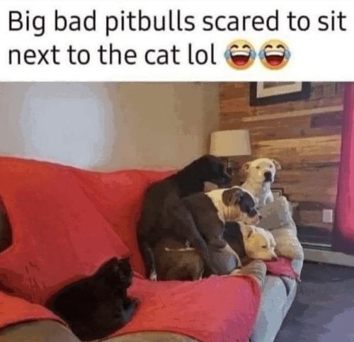 big-bad-pitbulls-scared-sit-next-cat-lol