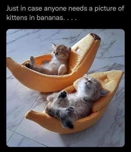 just-case-anyone-needs-picture-kittens-bananas