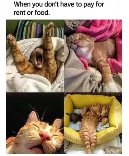 dont-have-pay-rent-or-food