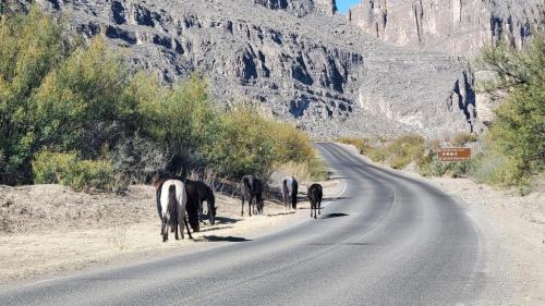 Wild Horses were a surprise to us!