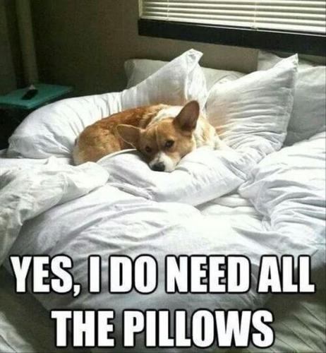 dog-yes-do-need-all-pillows