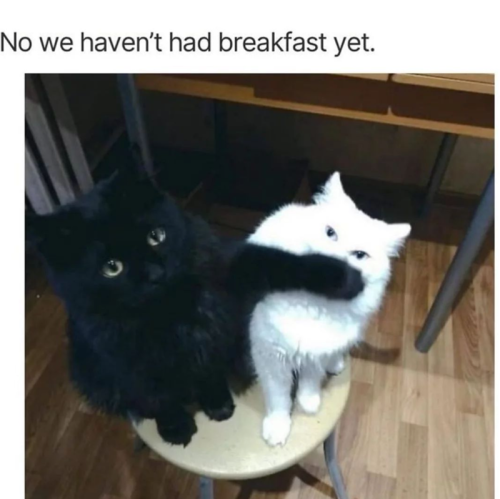 no-havent-had-breakfast-yet