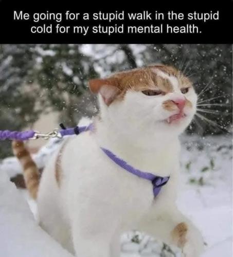 funny-cat-memes-12-31-24-6