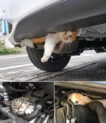 FB_IMG_1736087680536