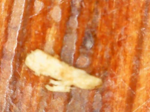 FINGER PADDING KEYBOARD DROP (18)