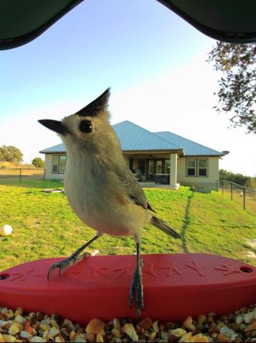 Tufted Titmouse