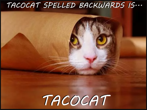 tacocat meme1