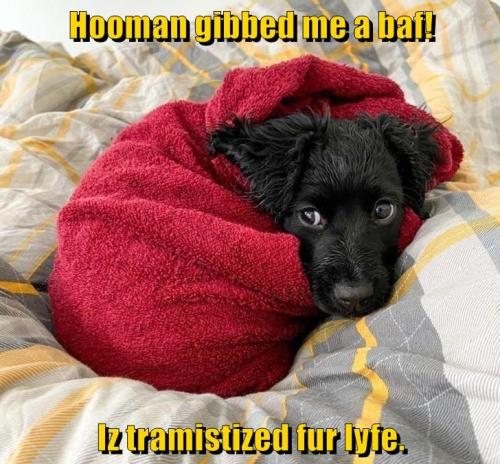 hooman-gibbed-me-a-baf-iz-tramistized-fur-lyfe