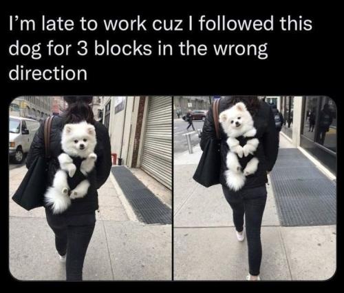 late-work-cuz-followed-this-dog-3-blocks-wrong-direction
