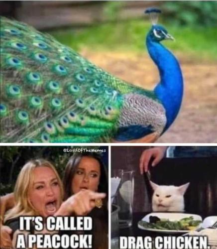 Screenshot_20250203_080135_Gallery